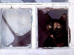Gatti (207)
